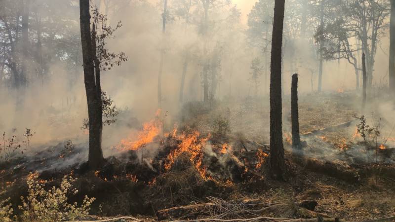 Reporta Protección Civil 28 incendios forestales durante 2024
