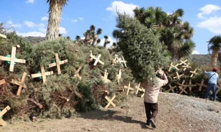 Semarnath recolectó 303 árboles naturales navideños