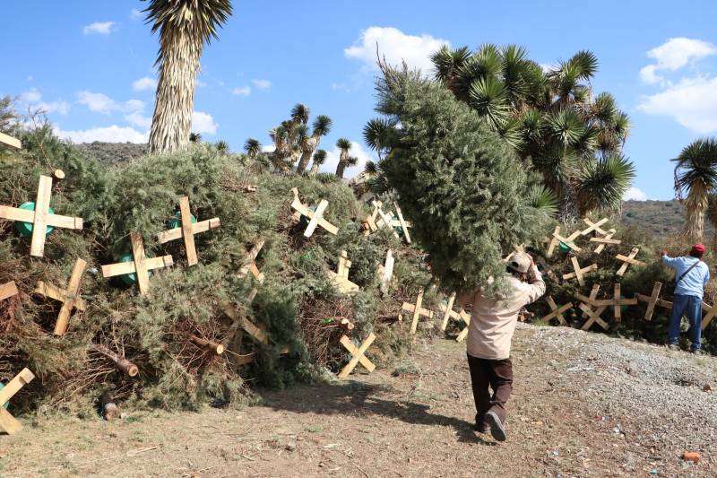 Semarnath recolectó 303 árboles naturales navideños