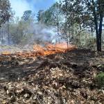 Reportan 4 muertos en combate a 116 incendios forestales en el país