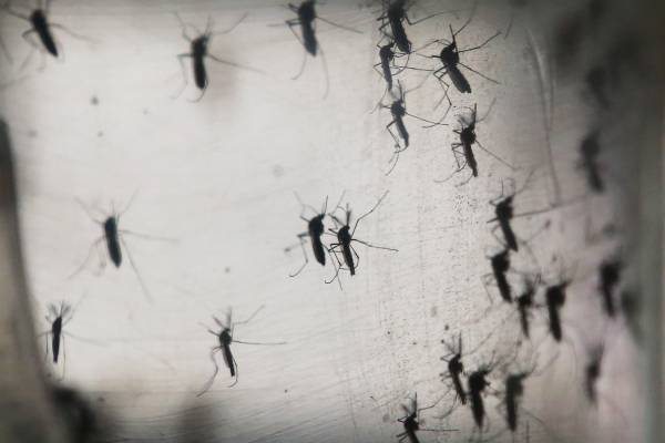 Van más de 25 casos de dengue en el estado