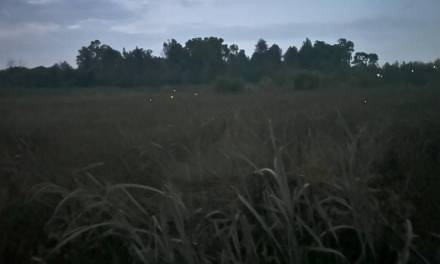 Huasca ofrece un paseo entre luciérnagas en Centro Ecoturístico