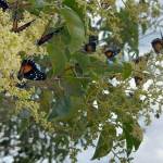 Epazoyucan ofrece temporada con mariposas