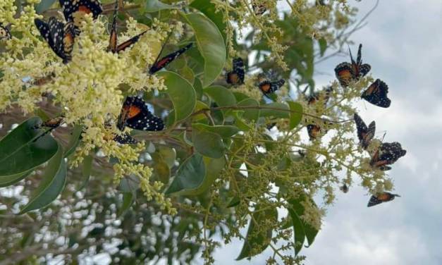 Epazoyucan ofrece temporada con mariposas