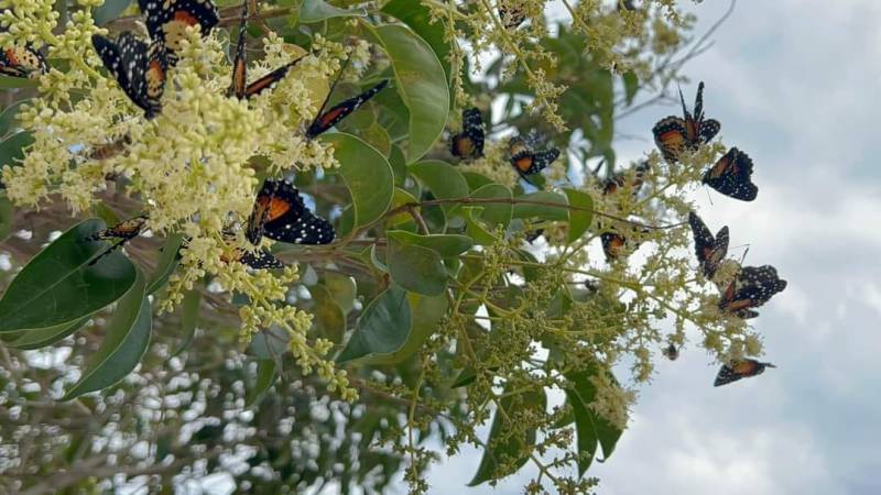 Epazoyucan ofrece temporada con mariposas