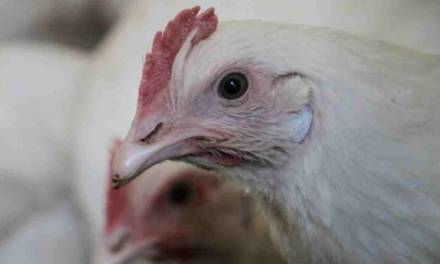Anuncian primera muerte por gripe aviar H5N2 en México