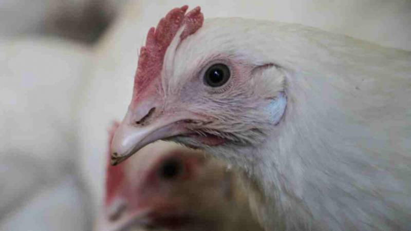 Anuncian primera muerte por gripe aviar H5N2 en México