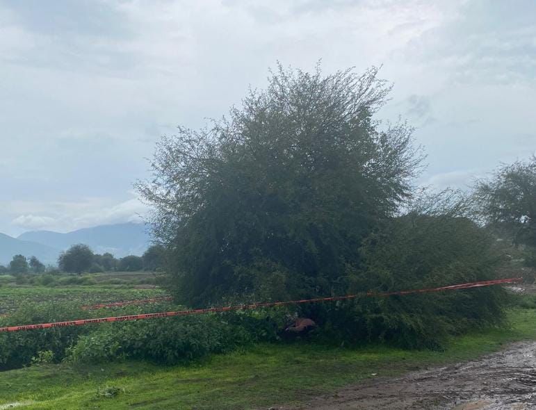 Cae rayo a mujer y muere debajo de un árbol