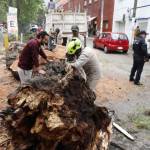 Cae árbol en local del mercado Benito Juárez de Pachuca