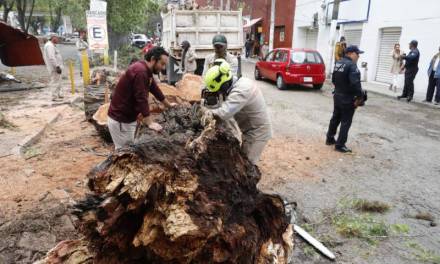 Cae árbol en local del mercado Benito Juárez de Pachuca