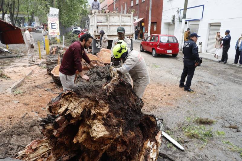 Cae árbol en local del mercado Benito Juárez de Pachuca