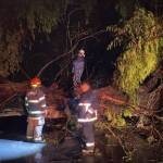 Intensas lluvias ocasionan caída de árboles en Tula