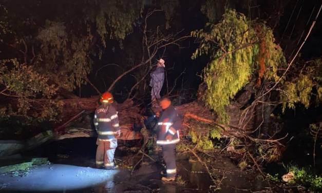 Intensas lluvias ocasionan caída de árboles en Tula