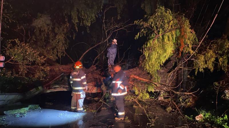 Intensas lluvias ocasionan caída de árboles en Tula