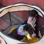 Realizan el Perro Fest 2024