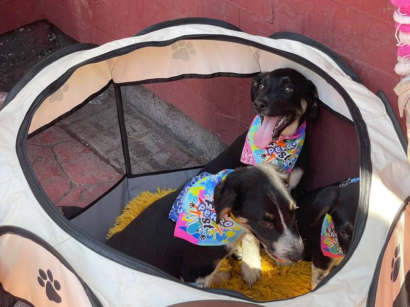 Realizan el Perro Fest 2024