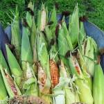 Realizarán tercer Festival del Elote y los Esquites en Alfajayucan