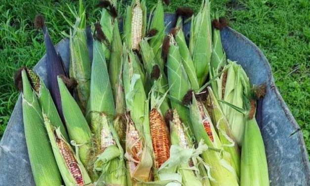 Realizarán tercer Festival del Elote y los Esquites en Alfajayucan