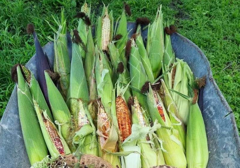 Realizarán tercer Festival del Elote y los Esquites en Alfajayucan