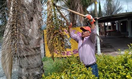 Avanza conservación de germoplasma forestal