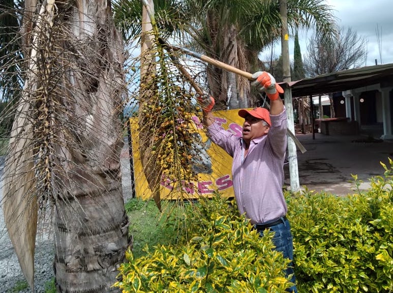 Avanza conservación de germoplasma forestal