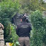 Tras cateo, FGR asegura plantas de marihuana en Atitalaquia