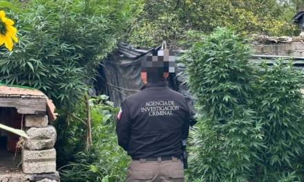 Tras cateo, FGR asegura plantas de marihuana en Atitalaquia