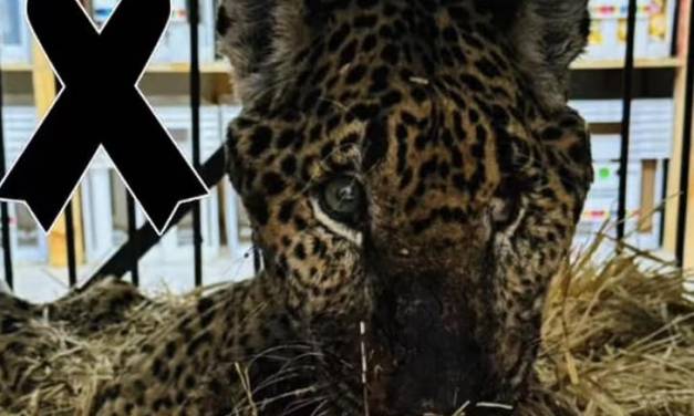 Murió ‘Pacus’, jaguar rescatado en Hidalgo