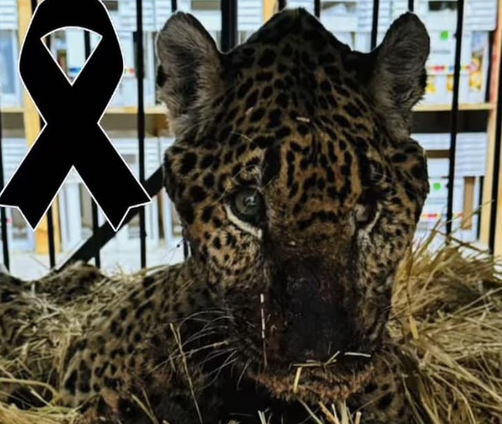 Murió ‘Pacus’, jaguar rescatado en Hidalgo