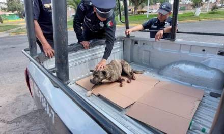 Policías de Pachuca rescatan a canino atropellado