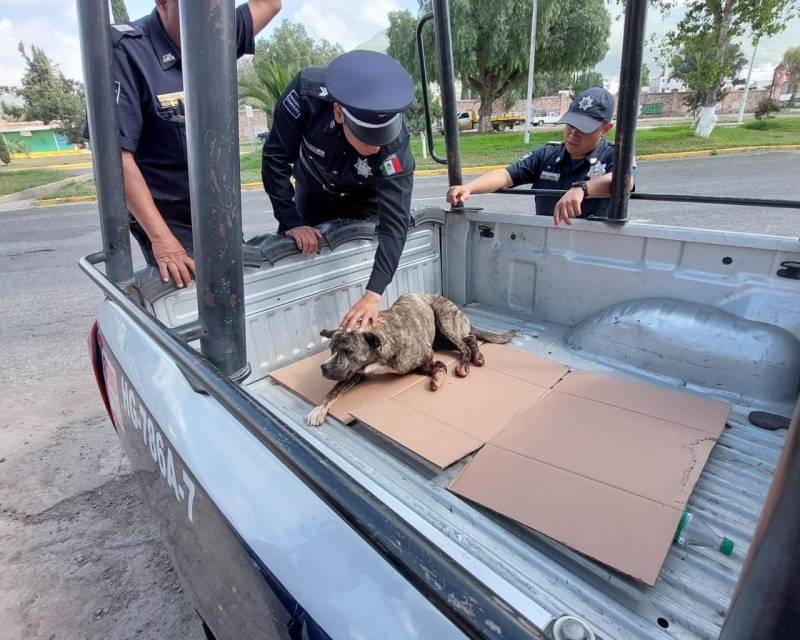 Policías de Pachuca rescatan a canino atropellado