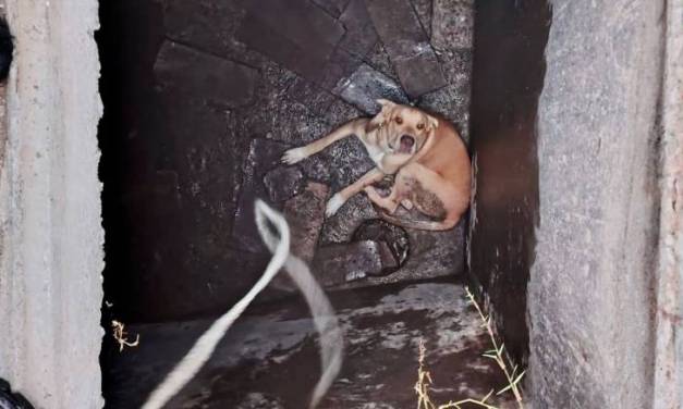 Bomberos rescatan a canino que cayó a una cisterna