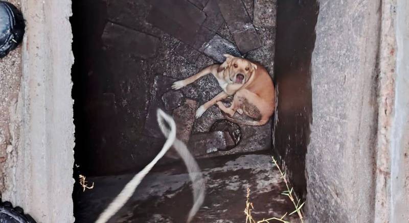 Bomberos rescatan a canino que cayó a una cisterna