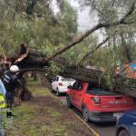 Caída de árbol afecta circulación en Cuesco y bulevar Rojo Gómez