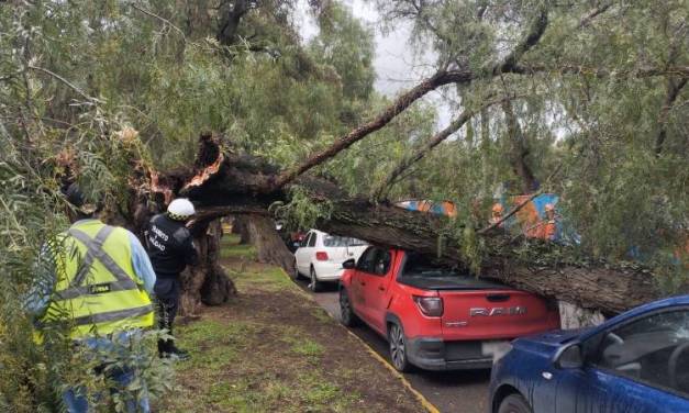 Caída de árbol afecta circulación en Cuesco y bulevar Rojo Gómez