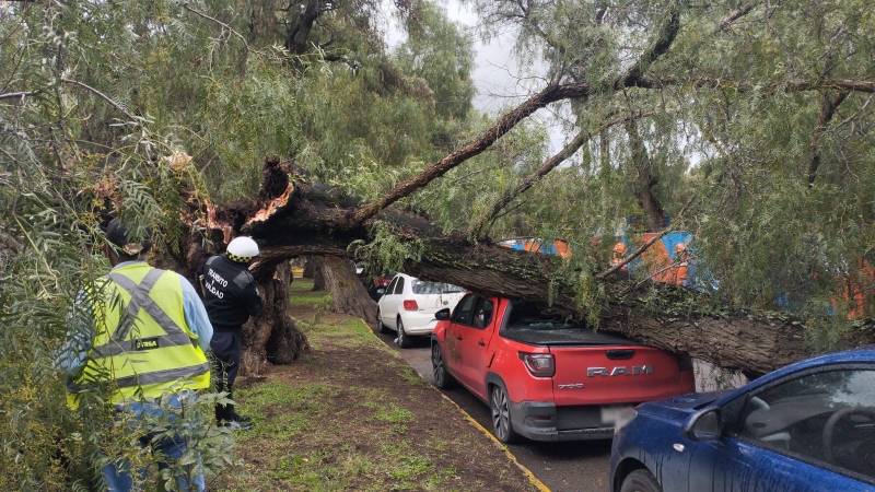 Caída de árbol afecta circulación en Cuesco y bulevar Rojo Gómez