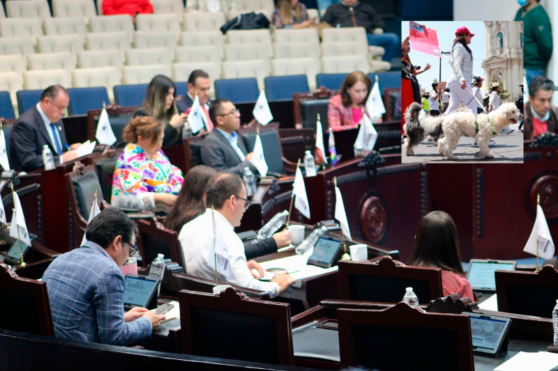 Van por penas de hasta 6 años de prisión por maltrato animal