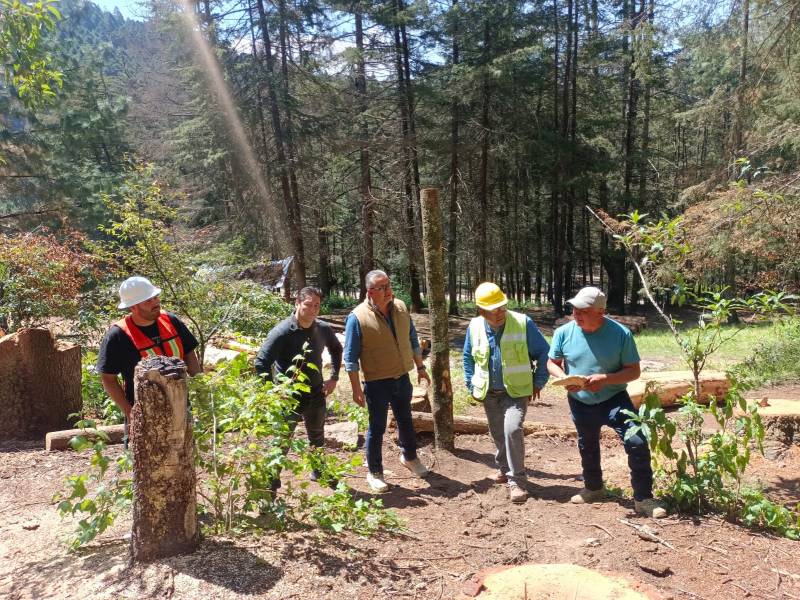 Semarnath prioriza reforestación y ecosistemas naturales