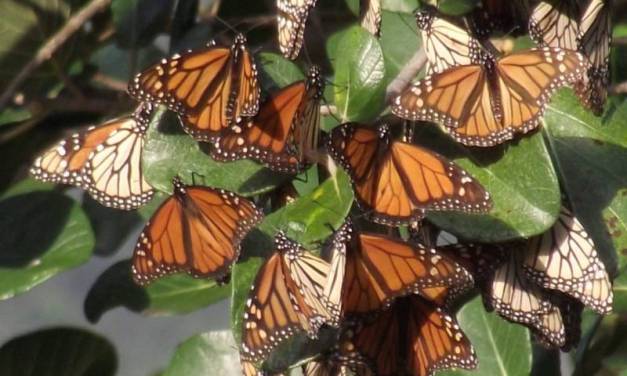 Hidalgo cuenta con corredor de mariposa Monarca