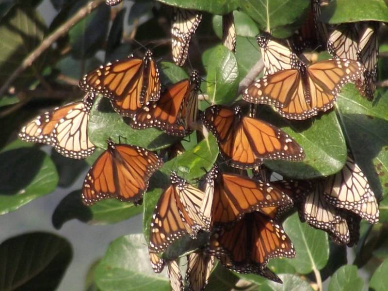 Hidalgo cuenta con corredor de mariposa Monarca