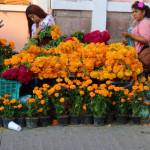 La cempasúchil, flor más vendida en Día de Muertos