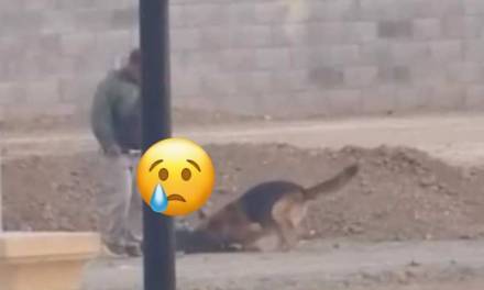 Zempoala investigará a hombre que mató a perrito con machete