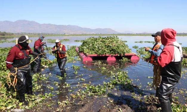 Intervienen más de 80 hectáreas infestadas por lirio acuático