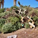 Recolectan árboles navideños en Cubitos