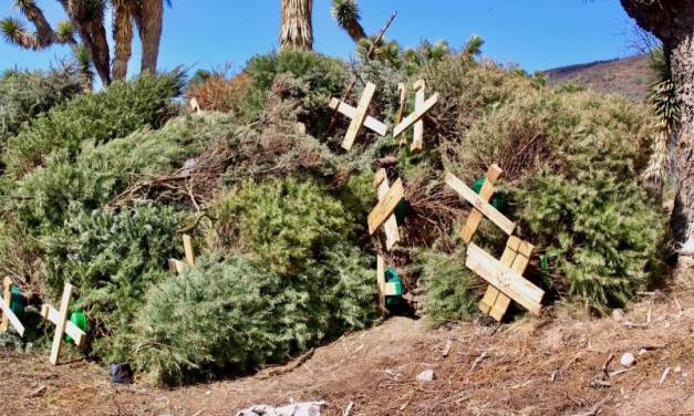 Recolectan árboles navideños en Cubitos