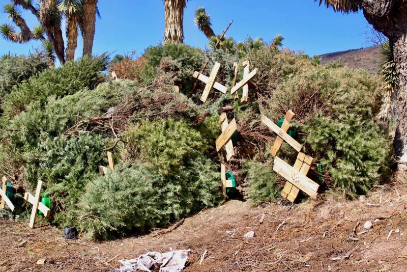 Recolectan árboles navideños en Cubitos