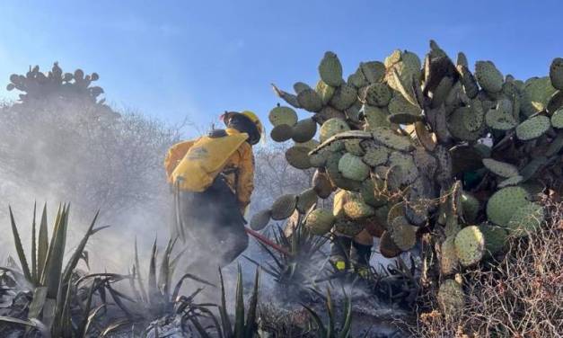 Van 55 incendios forestales en la zona metropolitana