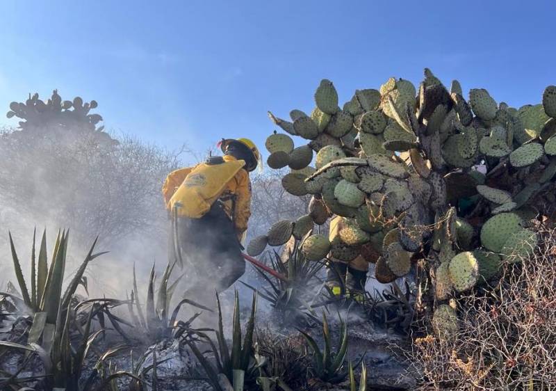 Van 55 incendios forestales en la zona metropolitana