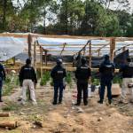 Hallan invernadero de marihuana en Omitlán