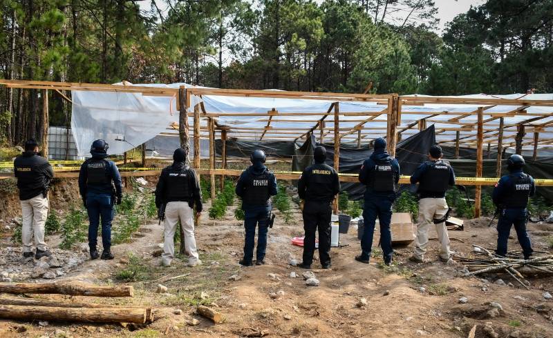 Hallan invernadero de marihuana en Omitlán